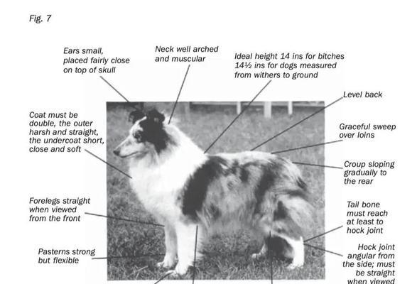 喜乐蒂和苏牧的相似之处和区别（为那些难以分辨两者的家长提供指导）