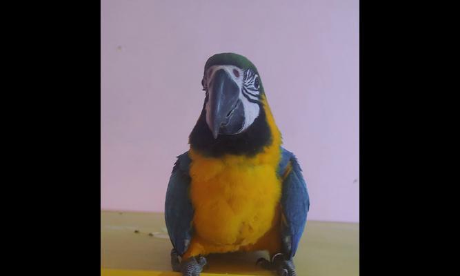 金刚鹦鹉的多彩世界（探索金刚鹦鹉丰富多样的羽毛颜色）