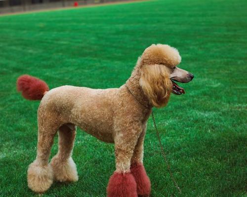 贵宾狗的眼睛睁眼时间及发育特点（贵宾狗的眼睛睁眼时间和关键发育阶段）