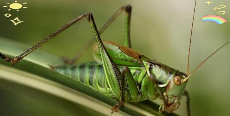 蝈蝈宠物的寿命及如何延长其寿命（了解蝈蝈宠物的寿命、提供适宜的环境和饮食来延长其寿命）