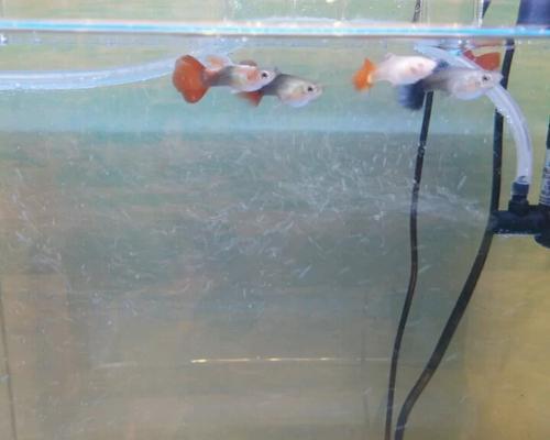 裸鼹鼠的绝招（揭秘裸鼹鼠如何应对缺氧环境的生存策略）