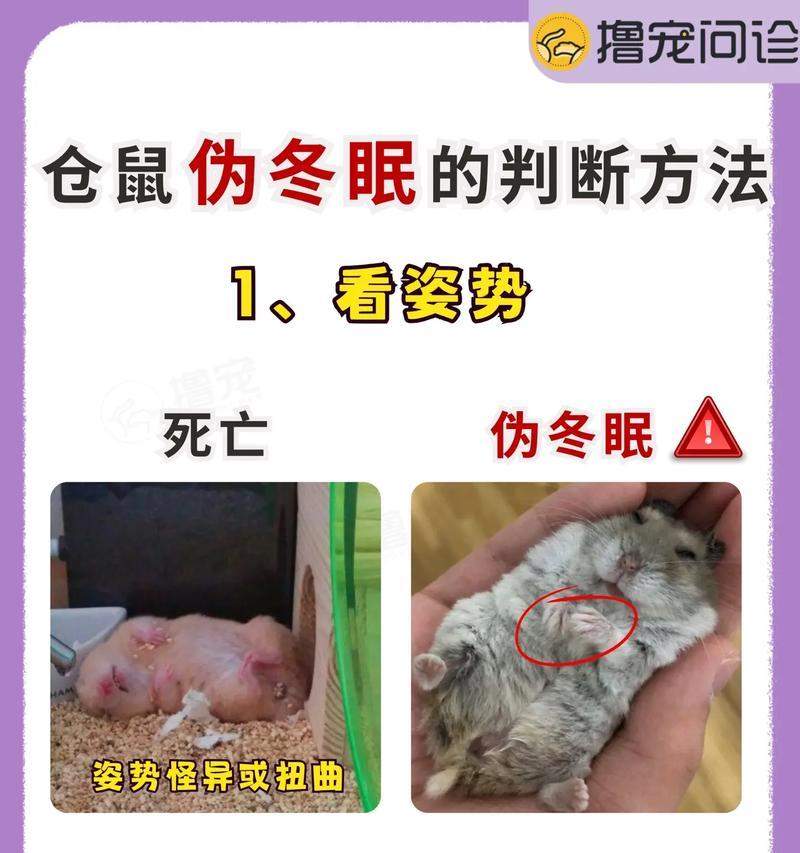 仓鼠长毛的周期及影响因素（探索仓鼠长毛周期的奥秘与保持健康毛发的技巧）