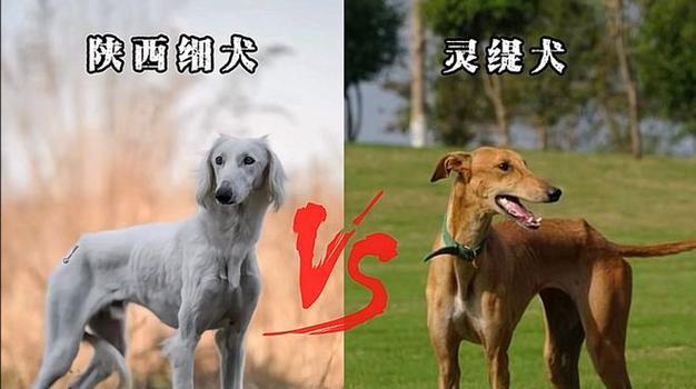 中国犬种之探索（中国犬种的多样性和独特之处）