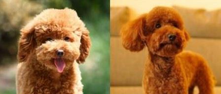 如何训练泰迪小狗成为乖巧听话的宠物（培养泰迪小狗良好行为习惯的训练方法和技巧）