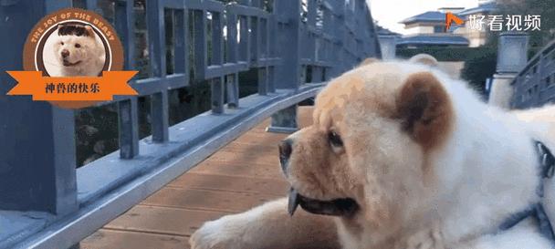 松狮遛步（了解狗狗的需要，创造健康快乐的生活环境）