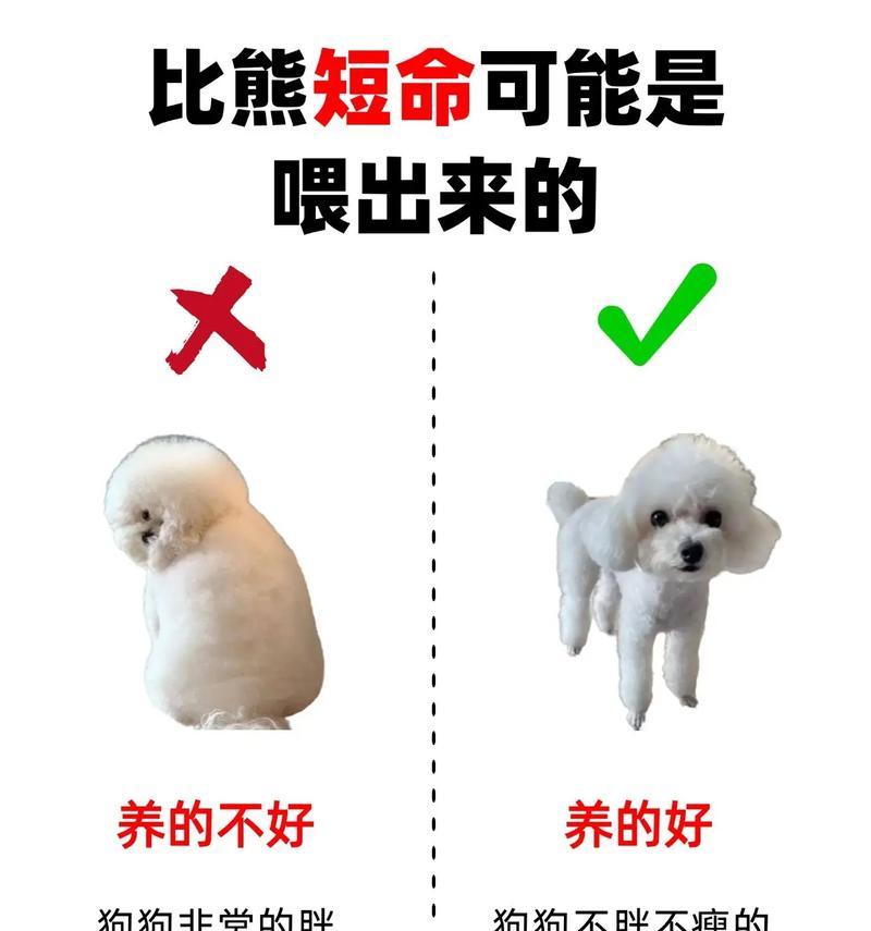 新手养狗必备（为了给你的比熊宝宝一个幸福的家园，这些准备工作必不可少！）