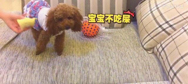 六个要点帮助你正确喂养幼犬（关注幼犬的饮食健康，从这六个方面入手）