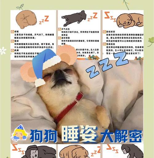狗狗睡眠需要多久？（揭秘狗狗睡觉的秘密，让你的宠物健康快乐）