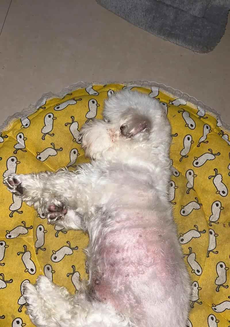 狗的外伤结痂需要多久？（狗的外伤结痂时间与因素分析）