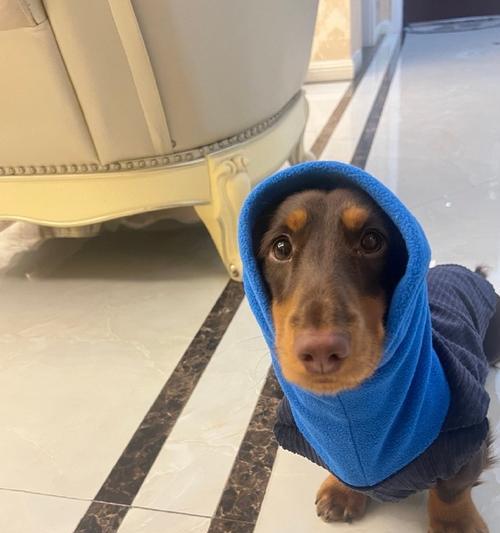 探秘腊肠犬（了解腊肠犬的体型特点及魅力，找到适合你的小伙伴）