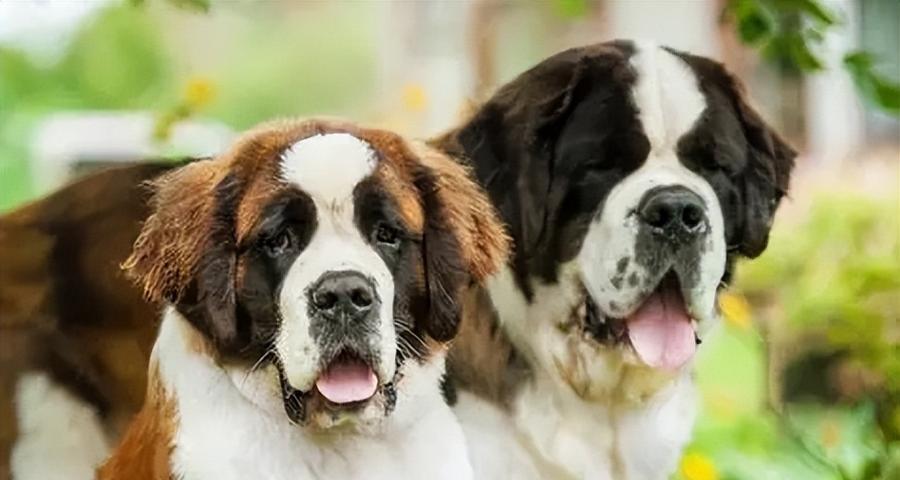 探讨不掉毛大型犬的特征和养护方法