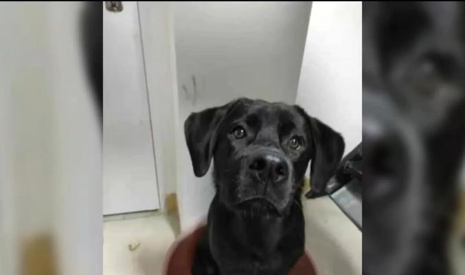 拉布拉多价格下降，养她的人却不增加（探究拉布拉多市场供需的变化与人们购买行为的影响）