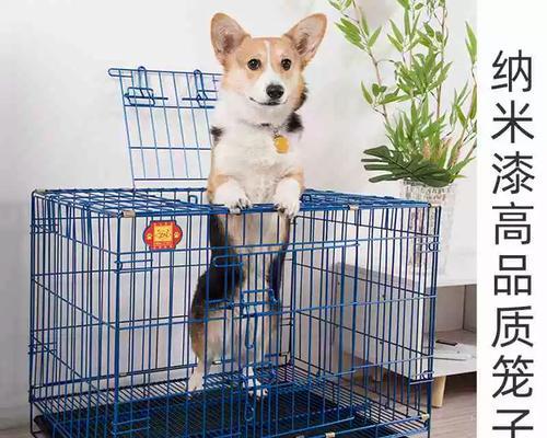 小狗在笼子里待多久合适？（狗宝宝的成长需要适当的自由时间）