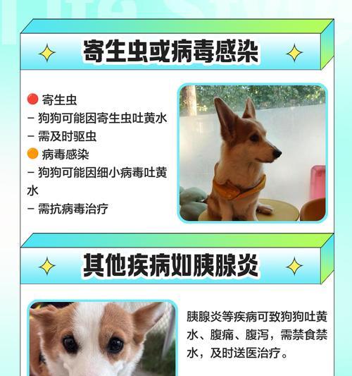 狗吐黄水应该吃什么药？（肠胃问题可能引起狗吐黄水，但需要咨询兽医确认）