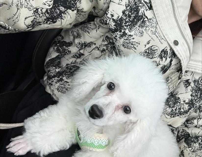 解决比熊犬泪痕问题的有效方法（如何有效去除比熊犬泪痕？一招制胜！）