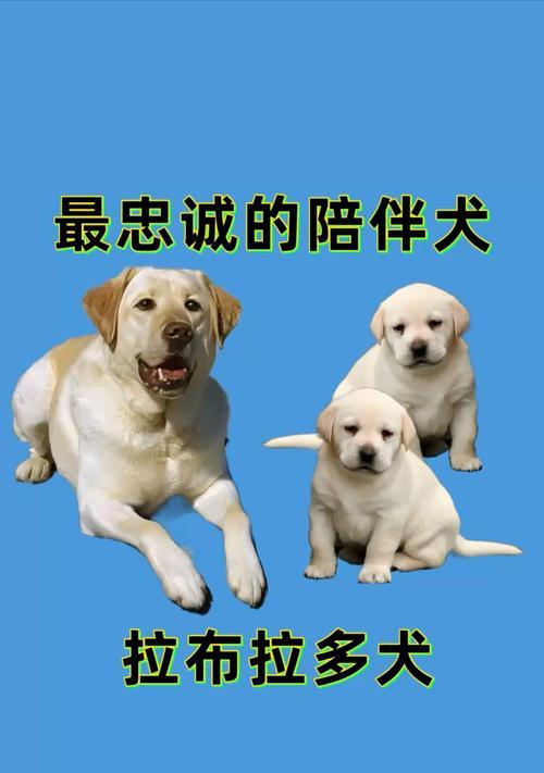 拉布拉多犬价格揭秘（拉布拉多犬价格的波动及其背后的关键因素）