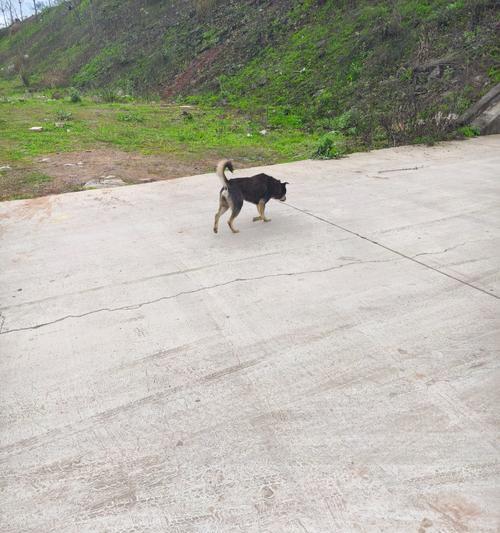 成犬常见疾病大揭秘（了解成犬容易患上的主要疾病，预防胜过治疗）