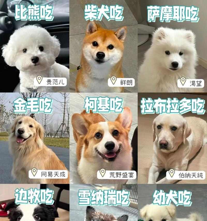 狗狗如何用不同方式与你互动（主人们别错过了，与狗狗亲密接触的各种方式）