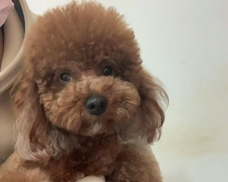 几百种泰迪狗，你了解多少？（探索泰迪狗品种的多样性，发现你最喜爱的宠物伙伴）