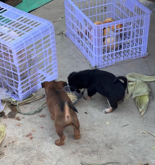 罗威纳犬与孩子相处的益处（亲子互动、健康促进、情感支持——罗威纳犬成为理想伴侣）