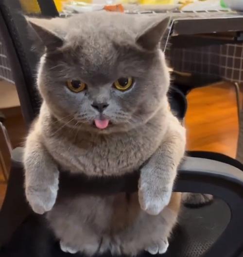 接受英短猫的缺点（挑战与付出的代价）