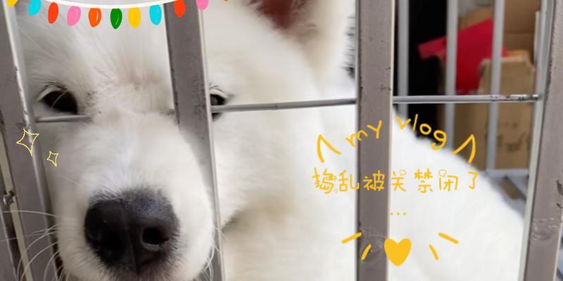 狗狗关禁闭时间合适的重要性（狗狗关禁闭多久放出来最合适？关键是观察和了解）