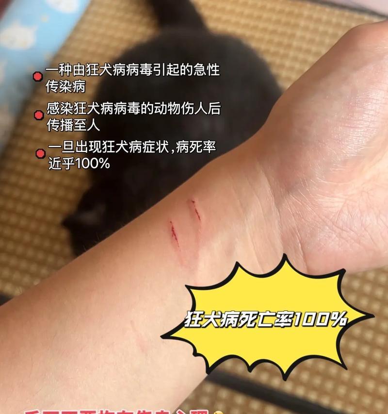 狗狗会咬人会攻击怎么办？（千万别乱办，狗狗也会咬主人吗？）