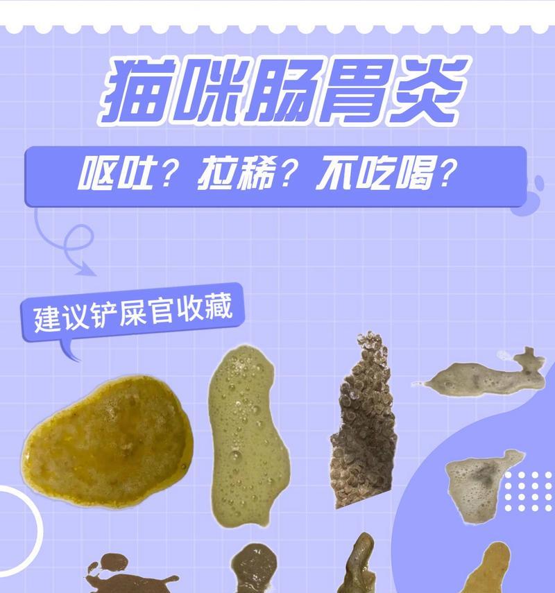 猫咪腹泻的原因及药物治疗注意事项（了解猫咪腹泻的原因，做好用药治疗）