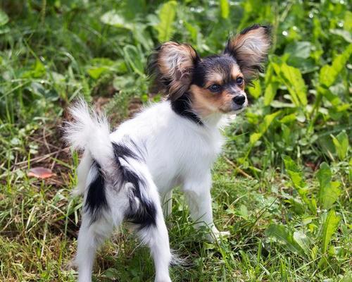 蝴蝶犬的认主时间有多长？（从陌生到彼此相依，蝴蝶犬认主的秘密揭晓！）