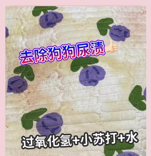 家中除狗骚味的妙招（清新家居环境，从狗骚味说起）