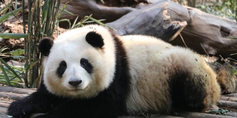 如何以日常饲养“熊猫狗”松狮？（了解松狮的特点及养护要点，让你成为合格的松狮主人）