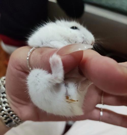 仓鼠湿尾的症状及防治措施（仓鼠湿尾的危害与预防）