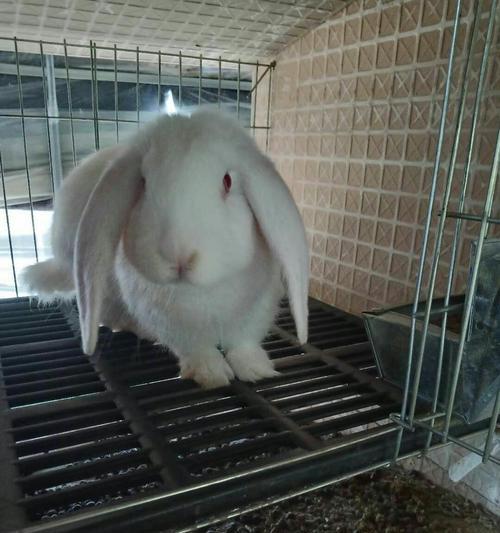 巨型肉兔的品种及特点（探索巨型肉兔的世界，了解不同品种的特点与优势）