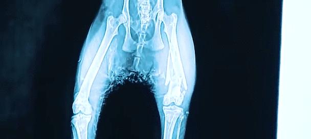 母猫失去小猫后寻找的时长有多久？（迷失孩子的猫妈咪是如何找回她们的？）