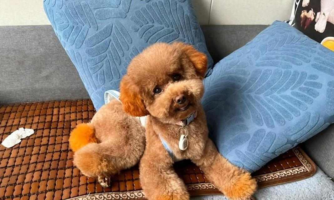 泰迪犬指甲修剪攻略（为你的宠物提供舒适剪指甲的正确时间和方法）