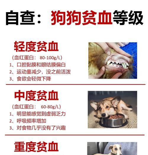 狗狗贫血（了解狗狗贫血的常见症状，及时识别并采取适当的处理措施）