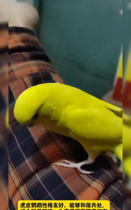 探索普通鹦鹉的独特特点（了解普通鹦鹉的习性、行为和沟通方式）