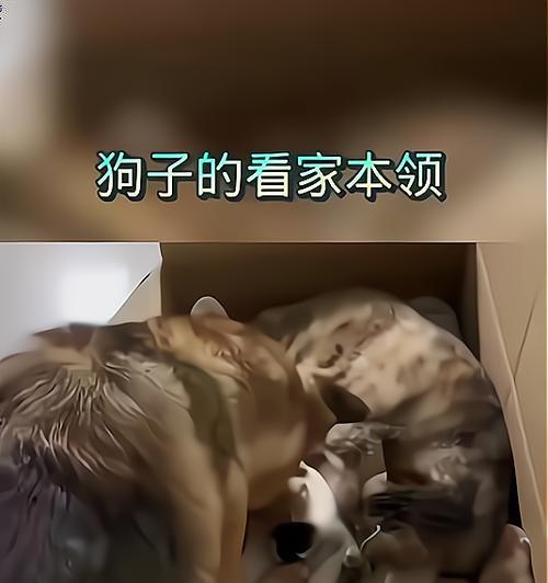 猫狗相处的真相（揭秘猫狗关系中的权力争斗，洞悉真正的斗争背后）