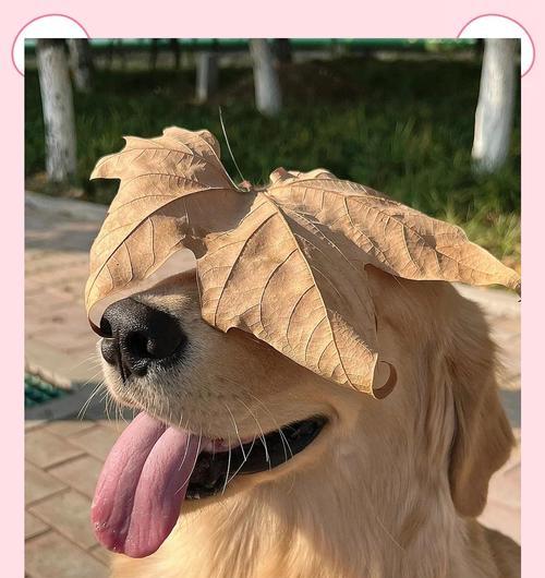 6种通人性且易养的狗狗，养了你就会爱上它们（解锁宠物的无尽爱意，这些狗狗不仅通人性还非常好养！）