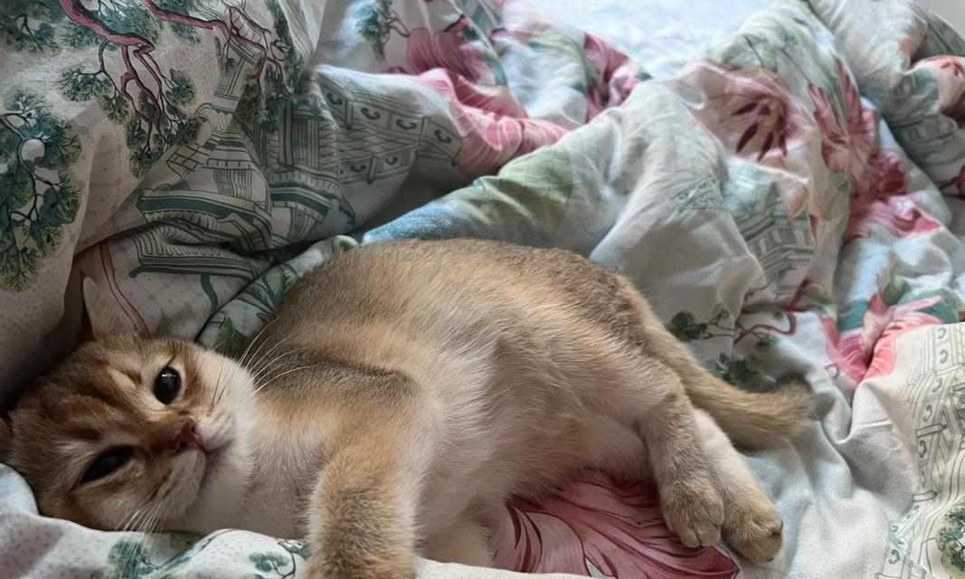 猫咪睡眠时间及其对健康的影响