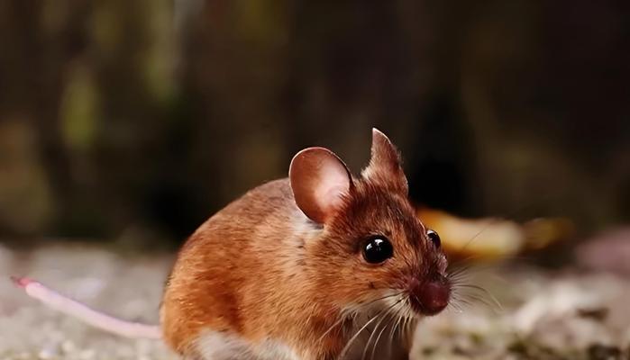 选择适合抓老鼠的猫咪（猫咪品种及特性介绍，优选抓老鼠的猫咪品种和方法）