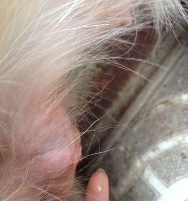 小狗死亡后多久会变得硬？（探究小狗死后躯体硬化的时间以及可能的影响）