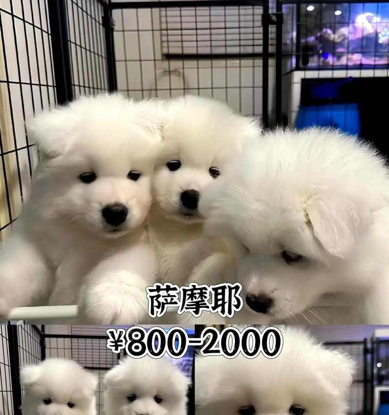 科学营养，养出健康的萨摩耶犬（探索萨摩耶犬的健康饮食秘籍）