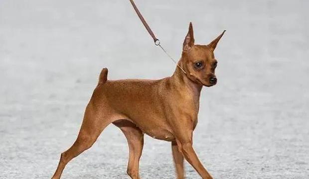 外国最受欢迎的7种小型犬（探索外国人心目中最受欢迎的小型犬，）