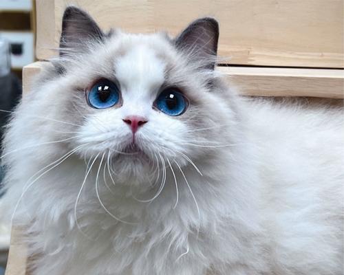 宠物黏人大揭秘（揭开宠物黏人的神秘面纱，看看它们心甘情愿的理由是什么！）