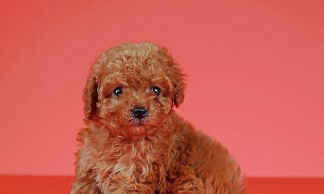 贵宾犬生产周期解析（探究贵宾犬生产周期的长短及影响因素）