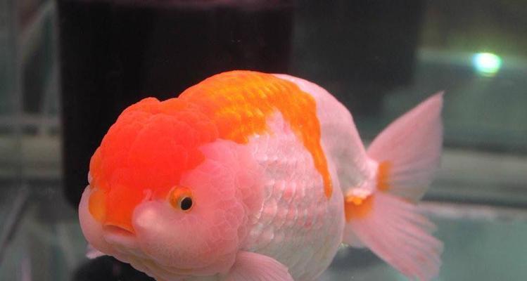 金鱼不会游了，是什么病？（探究金鱼不会游的原因及治疗方法）