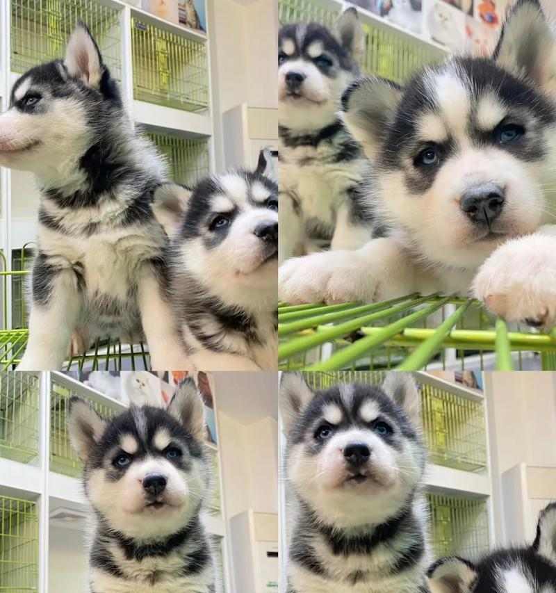 哈士奇驱虫时间和注意事项（科学驱虫，守护爱宠健康）