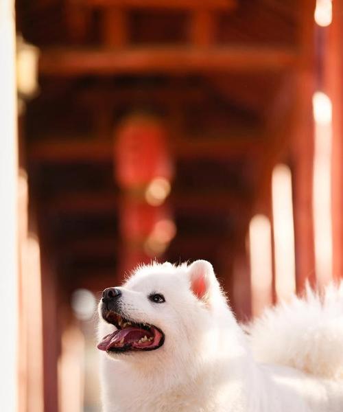 以萨摩耶的饮食习惯及可食用食物一览（了解萨摩耶的饮食需求与健康选择）