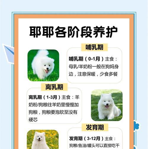 如何挑选一只纯种萨摩耶？（购买前的注意事项指南）